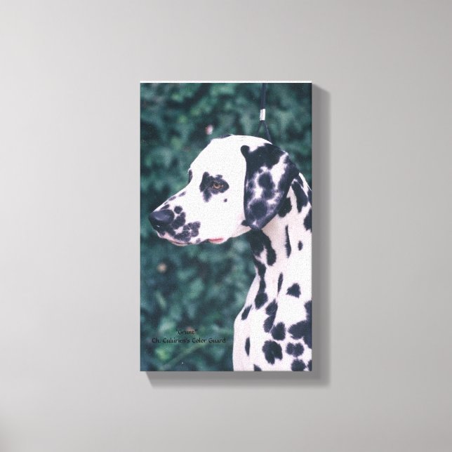 Toile Dalmatie — Grunt (Recto)