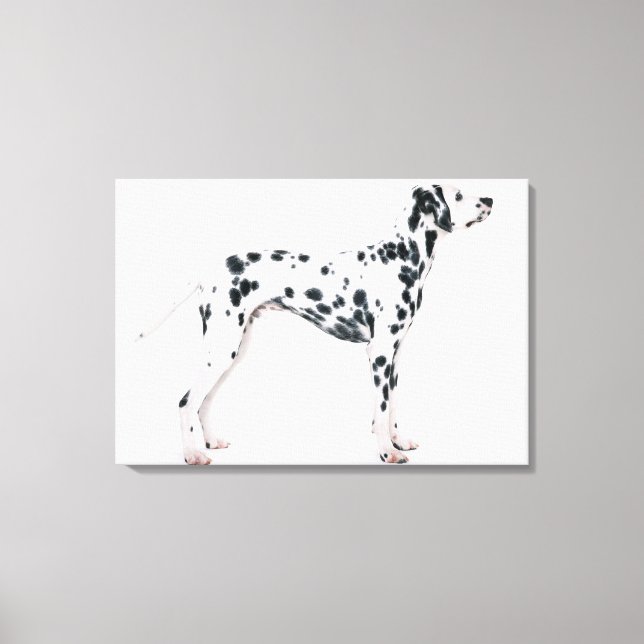 Toile Dalmatien 2 (Recto)