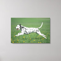 Dalmatien en cours