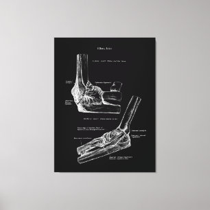 Toile d'anatomie commune du coude