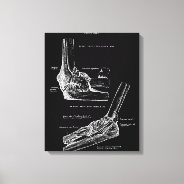 Toile d'anatomie commune du coude (Recto)