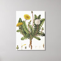 Dandelion (gravure couleur)