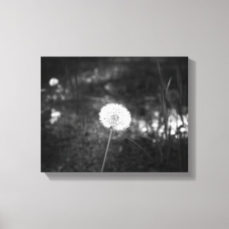 Toile Dandelion noir et blanc dans les Bois 11x14
