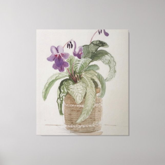 Toile d'aquarelle Purple Cape Primrose Imprimer (Recto)