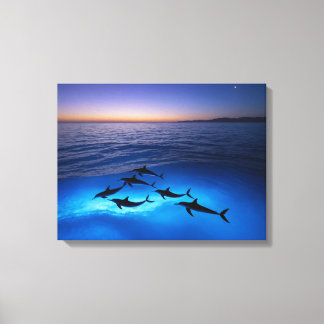 Toile Dauphins de minuit