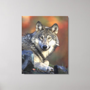 Toile d'automne du loup gris Imprimer