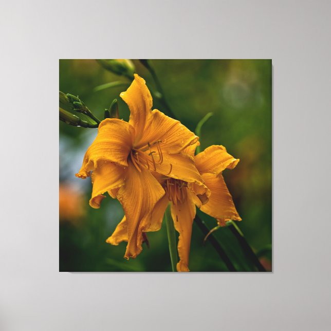 Toile Daylily "Jersey Spider" (Recto)