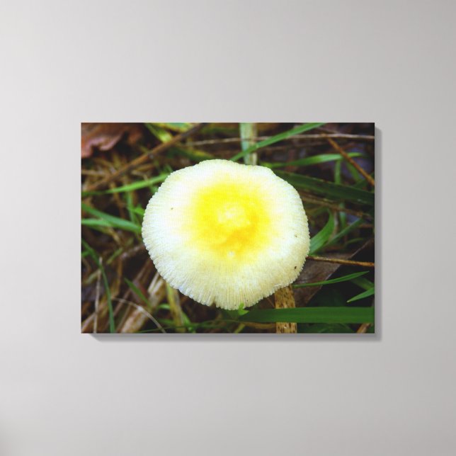 Toile de champignon de Casquette de champ jaune Im (Recto)