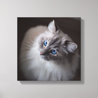 Toile de chat Ragdoll - Millie's Blue Eyes