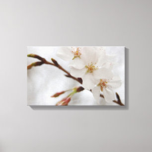 Toile de Cherry Blossom