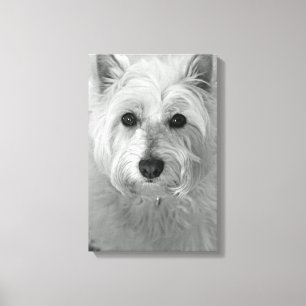 Toile de chien de Westie (montagne Terrier blanc