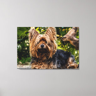 Toile de chien de Yorkie