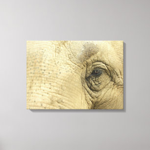 Toile de fermeture des yeux d'éléphant
