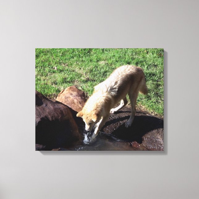 Toile de loup gris (Recto)