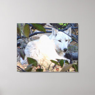 Toile de loup gris