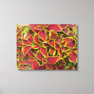 Toile de patchs de fleurs Coleus