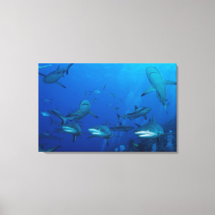 Toile de requin de récif enveloppée