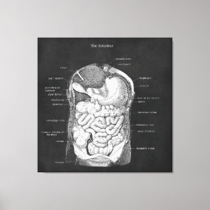 Toile Décor de gastro-entérologiste de l'art anatomiqu
