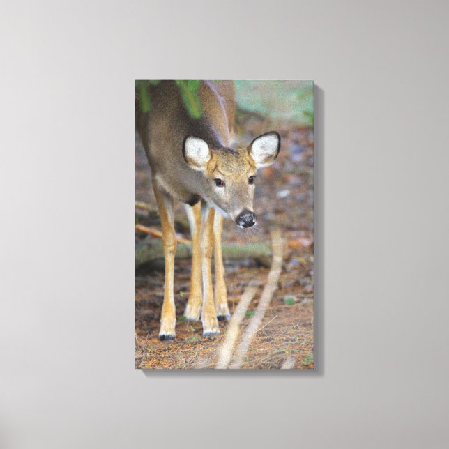 Toile Deer, Ohio (Recto)