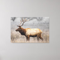 Deer Stag Animaux Faune Nature Buck