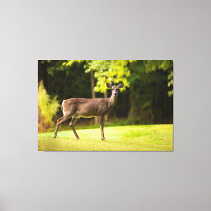 Toile Deer sur le terrain de golf