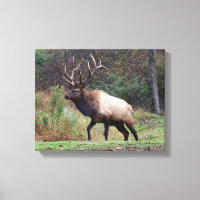 Toile d'Elk