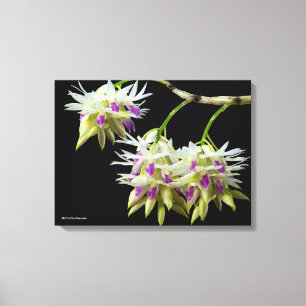 Toile Dendrobium Amethystoglossum