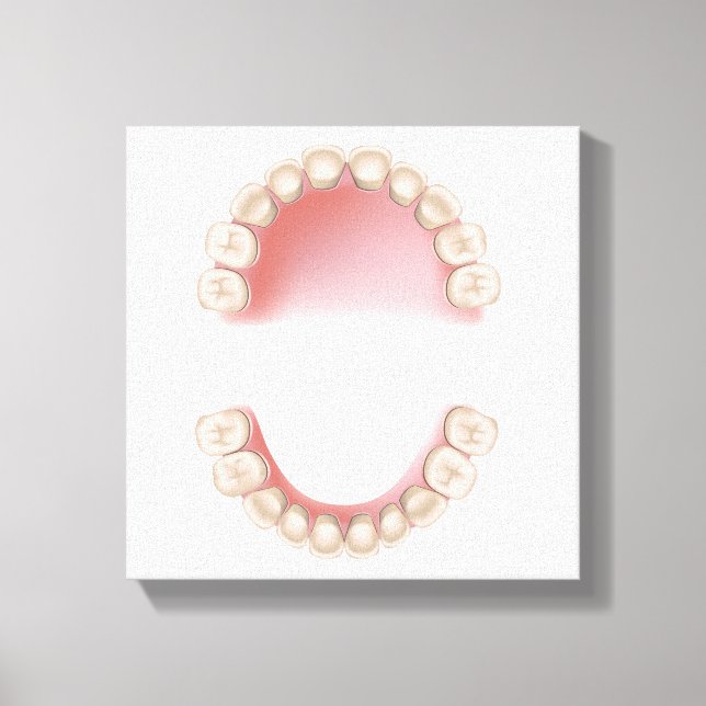 Toile dentition décidue (dents de bébé) (Recto)