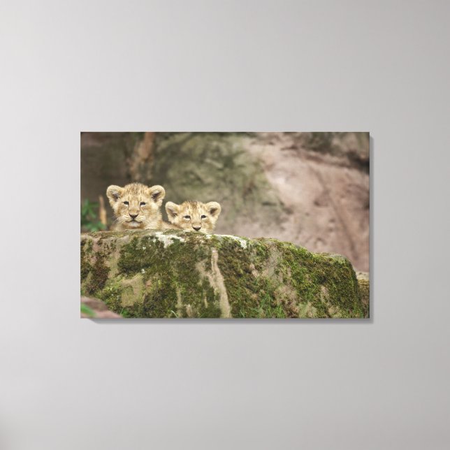 Toile Des Lions Cubs Qui Regardent Sur Le Rocher (Recto)