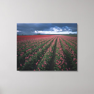 Toile Des tulipes roses et rouges brillantes resplendiss