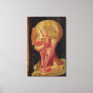 Toile Dessin anatomique de la tête humaine