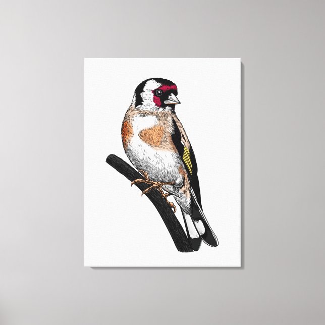Toile Dessin Goldfinch (Recto)