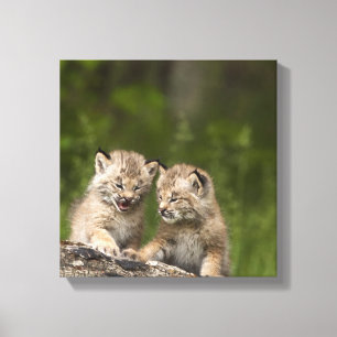 Toile Deux chatons de Canada Lynx (Lynx Canadensis)