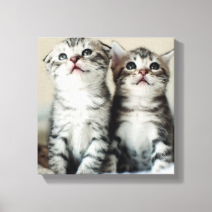 Toile Deux chatons mignons