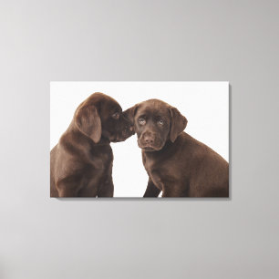 Toile Deux chiots 2 de labrador retriever de chocolat