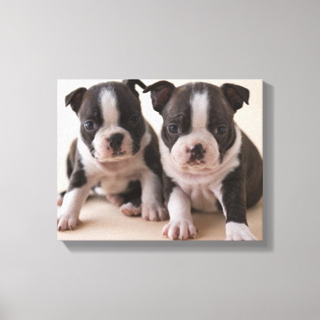 Toile Deux Chiots de Boston Terrier (Recto)