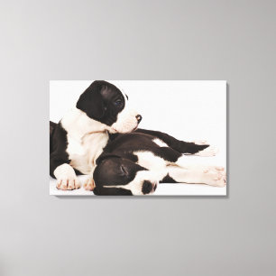 Toile Deux chiots de great dane de harlequin sur le
