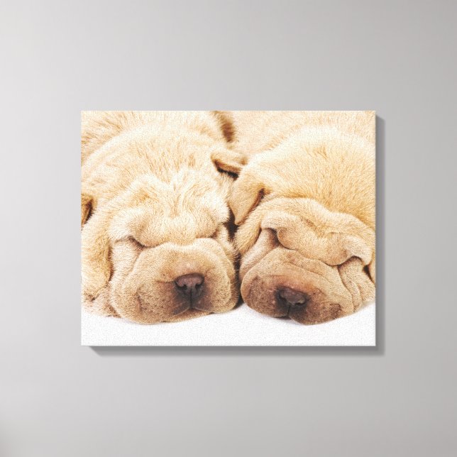 Toile Deux chiots Shar Pei dorment (Recto)