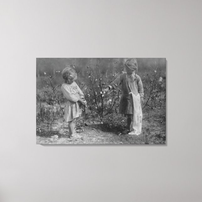 Toile Deux jeunes filles qui ramassent du coton Photogra (Recto)