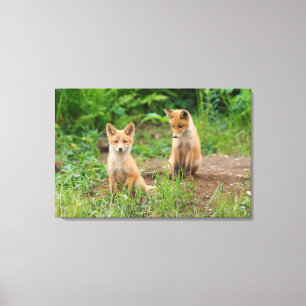 Toile Deux jeunes renards rouges dans la nature