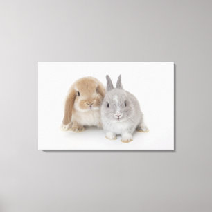 Toile Deux lapins Netherland Dwarf et Holland Lop