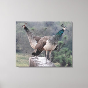Toile Deux Paons Posent gracieusement une photographie