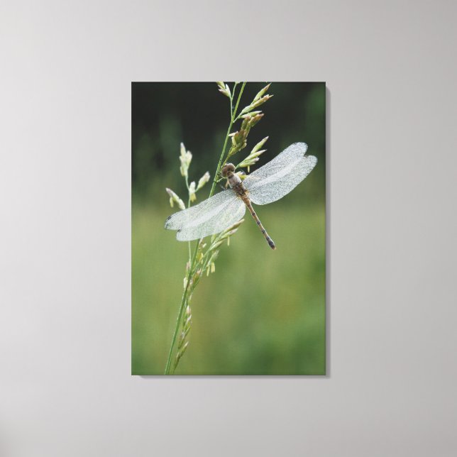 Toile Dew couvert Darner Dragonfly (Recto)