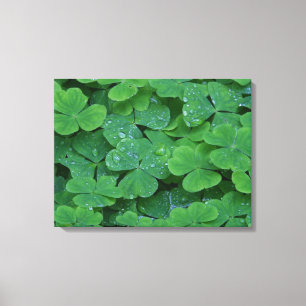 Toile Dew Dranted Clochers Macro Photo Wall Art
