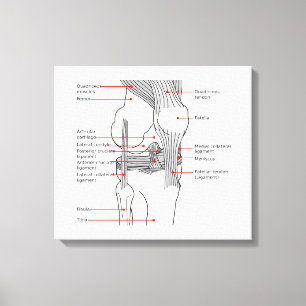 Toile Diagramme anatomique articulation du genou droit h