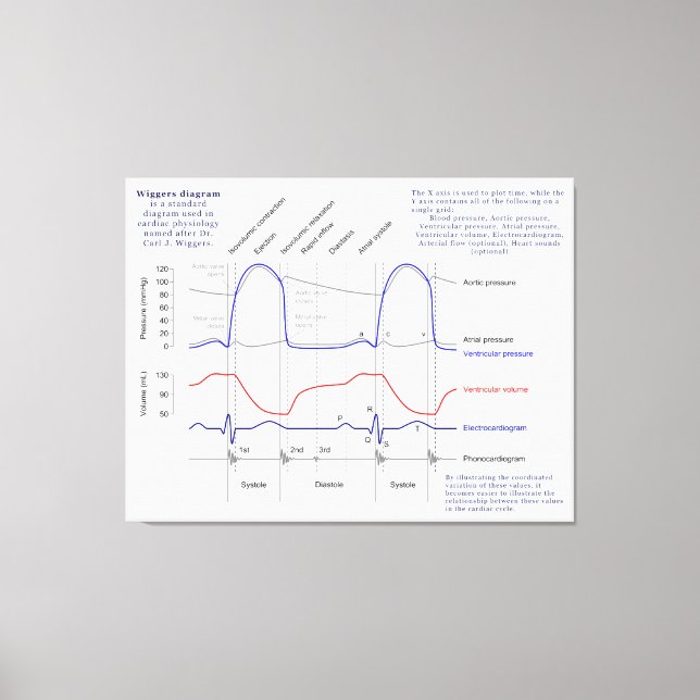 Toile Diagramme de Wiggers (Recto)