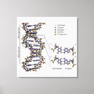 Toile Diagramme des bases de l'acide désoxyribonucléique