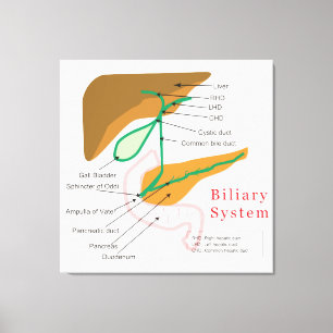 Toile Diagramme du système binaire Diagramme de bille