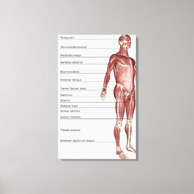Toile Diagramme du système musculaire (Recto)