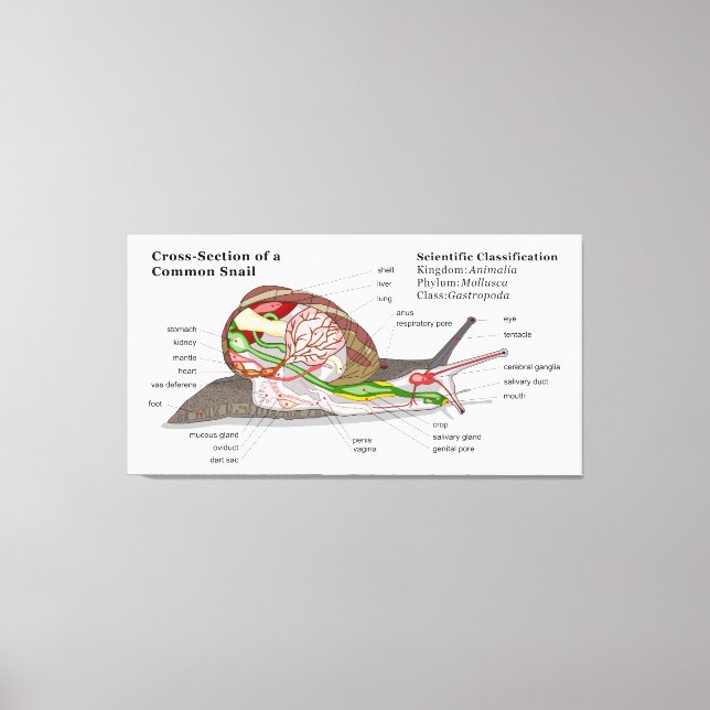 Toile Diagramme d'un escargot de jardin commun (Helix as (Recto)